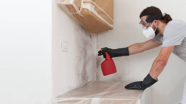 Professional Attic Mold Remediation technician working in Millersburg, PA